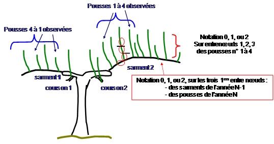 schéma du dispositif d'observation